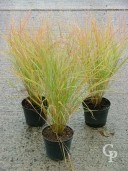 Stipa Arundinacea 2l