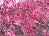 Acer Palm Leaf Colour