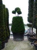 Taxus