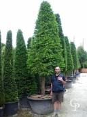 Taxus