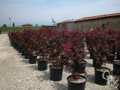 Acer Palm 'Fireglow' 1,25-1,50 25L