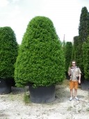 Taxus