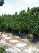 Taxus