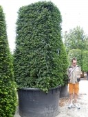 Taxus