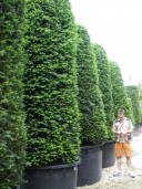 Taxus