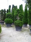 Taxus