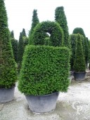 Taxus