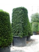 Taxus