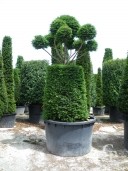 Taxus