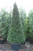 Taxus 2,00 Cone