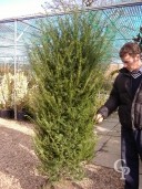 Taxus 2,00 Extra