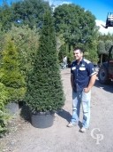 Taxus 2,00+ Pyd