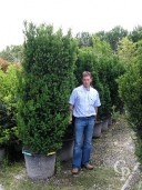 Taxus 2,00