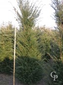 Taxus 2,20 Extra