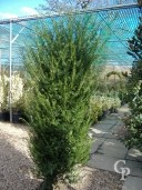 Taxus 2,50