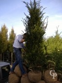 Taxus 2m Rb