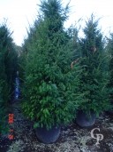 Taxus 2m