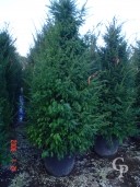 Taxus 2m