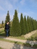 Taxus 4m Cone