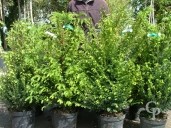 Taxus Bacatta 10l