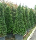 Taxus Bacatta 2,00 Cone 100l