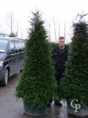 Taxus Bacatta 2,00 Cone