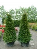 Taxus Bacatta 2,00 Pyramid 100l