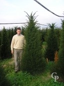 Taxus Bacatta 2,50 Cone