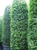 Taxus Bacatta 4,00 Extra