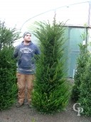 Taxus Baccata   Rb