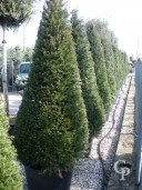 Taxus Baccata  Cone 2,50-3,00