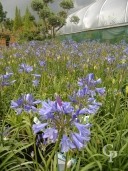 Agapanthus 'Blue Storm' 10L