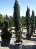 Taxus Baccata 'Fastigiata'  2,00