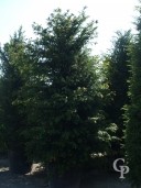 Taxus Baccata 110l