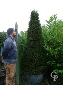 Taxus Baccata Cone 2,00