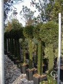 Taxus Ball On Stem