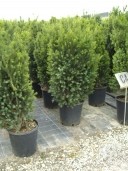 Taxus M  Hilli