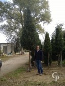 Taxus Std 2m