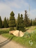 Taxus Topiary