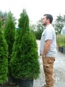 Thuja Occd 'Emeraud' 70l