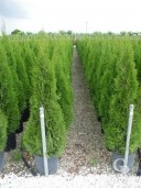 Thuja Occid 'Emeraud'