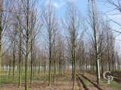Tilia Greenspire3 4