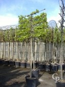 Tilia Std