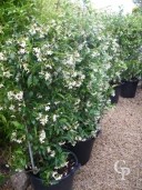 Rhyncopsermum Jasminoides  Espalier  30l