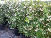 Rhyncospermum Jasminoides   Espalier