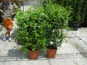 Rhyncospermum Jasminoides  Espalier LV14