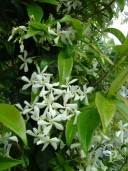 Rhyncospermum Jasminoides  Flower