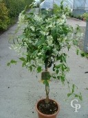 Rhyncospermum Jasminoides  Mini-Std   LV9