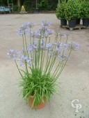 Agapanthus 'Blue Storm'   LV15