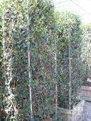 Rhyncospermum Jasminoides Column